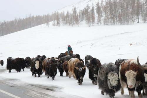 Малчдын зээлийн хүүгийн зөрүүг төр хариуцахаар болсны дараа зээл авалт нэмэгджээ